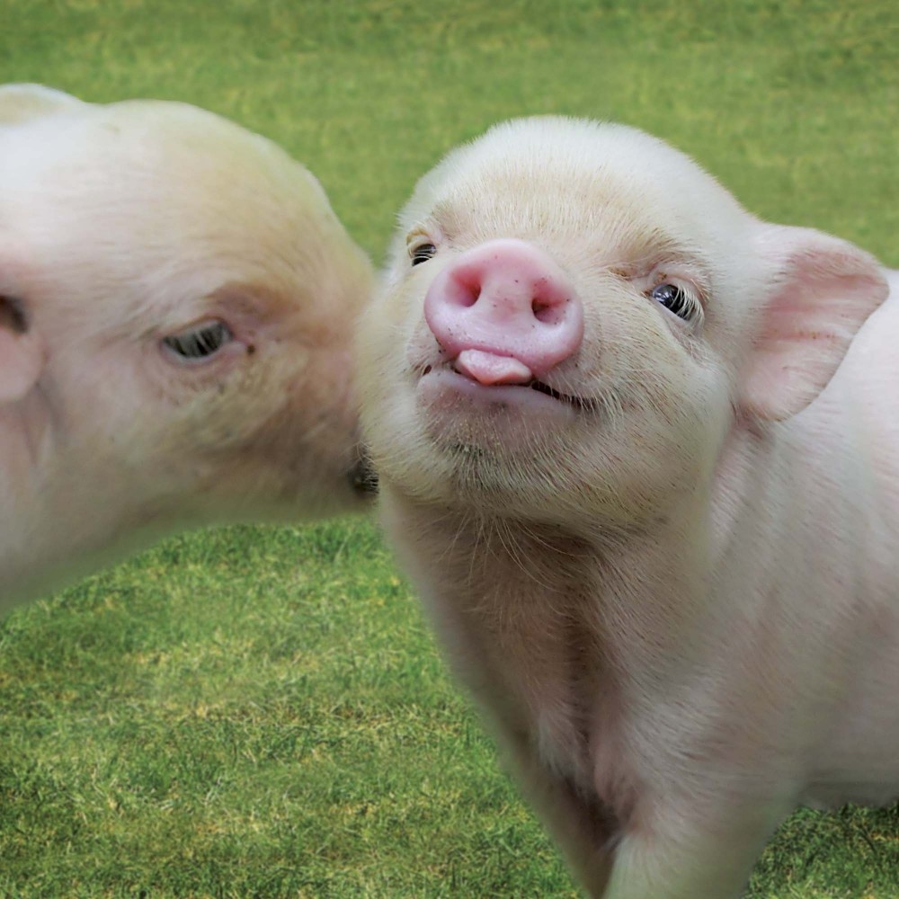 Buying Piglet Calendar 2025? Order online quickly and easily