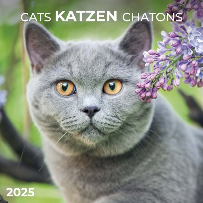 Calendrier des chats 2025