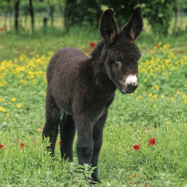 Buy Donkey Calendar 2025? Order online quickly and easily