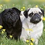 Pug Calendar 2025