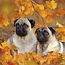 Pug Calendar 2025