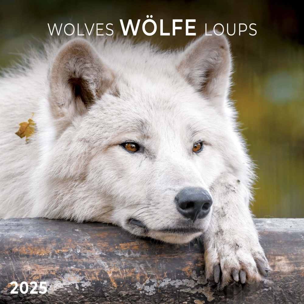 Buying Wolves Calendar 2025 simply order online Kalenderwinkel.nl