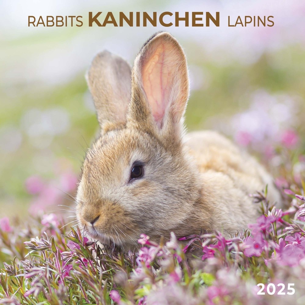 Kaninchen Kalender 2025 kaufen? Schnell und einfach online bestellen