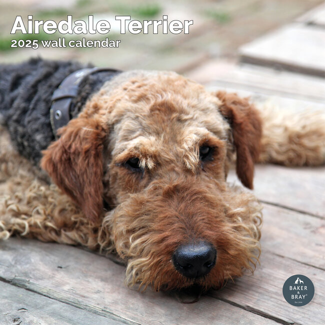 Airedale Terrier Calendar 2025