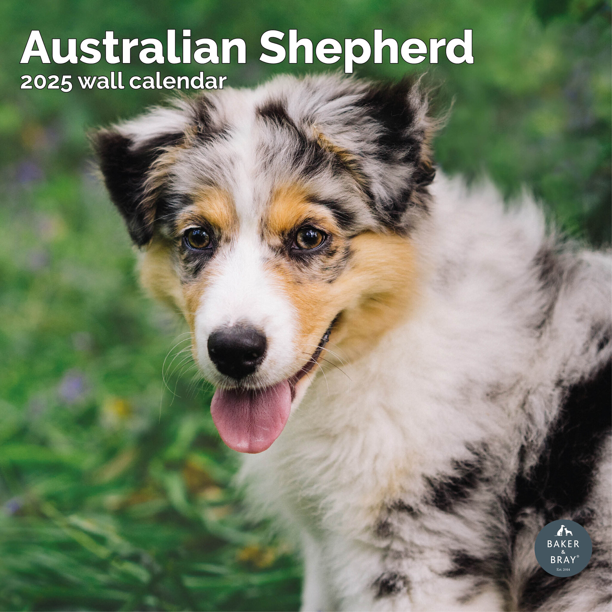 Australian Shepherd Kalender 2025