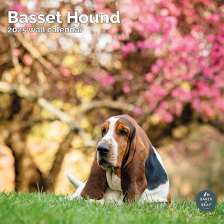 Baker & Bray Basset Hound Calendar 2025