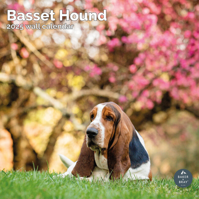 Basset Hound Calendar 2025