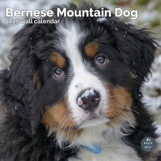 Baker & Bray Bernese Mountain Dog Calendar 2025