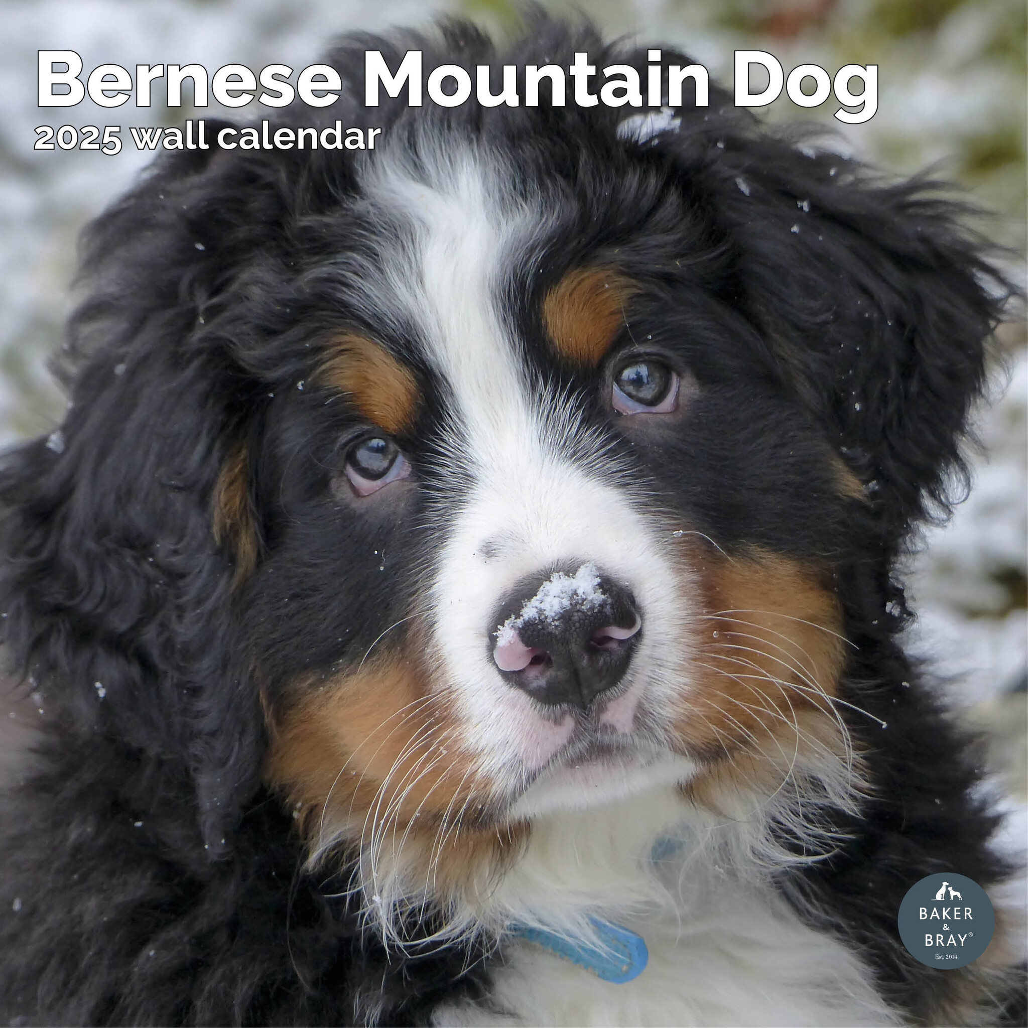 Bernese Mountain Dog Calendar 2025 Buy? Order easily and quickly online Bernese Mountain Dog Calendar 2025 Buy? Order easily and quickly online
