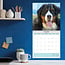 Berner Sennenhund Kalender 2025