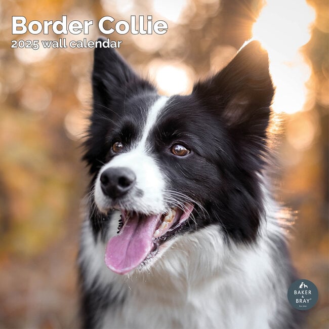 Border Collie Calendar 2025