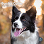 Calendario Border Collie 2025