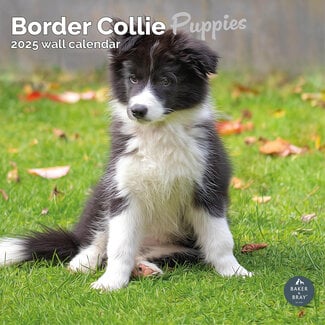 Baker & Bray Calendario dei cuccioli di Border Collie 2025