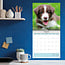 Calendario dei cuccioli di Border Collie 2025