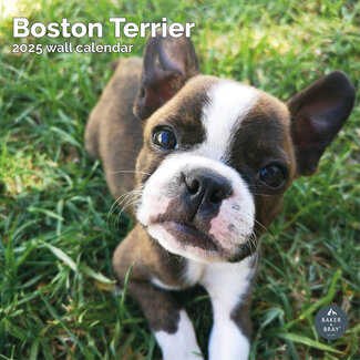 Baker & Bray Calendario Boston Terrier 2025