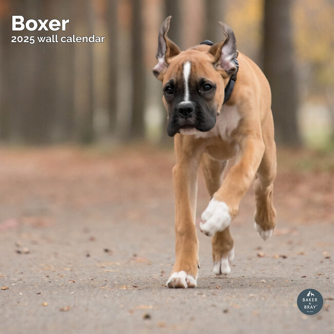 Calendrier Boxer 2025