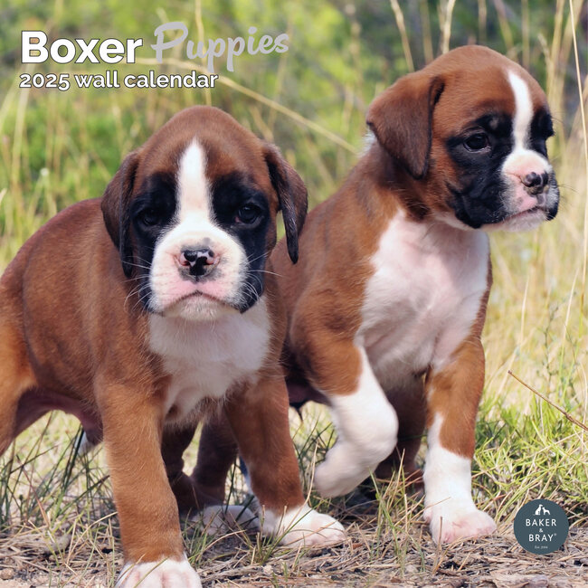 Calendario Cachorros Boxer 2025