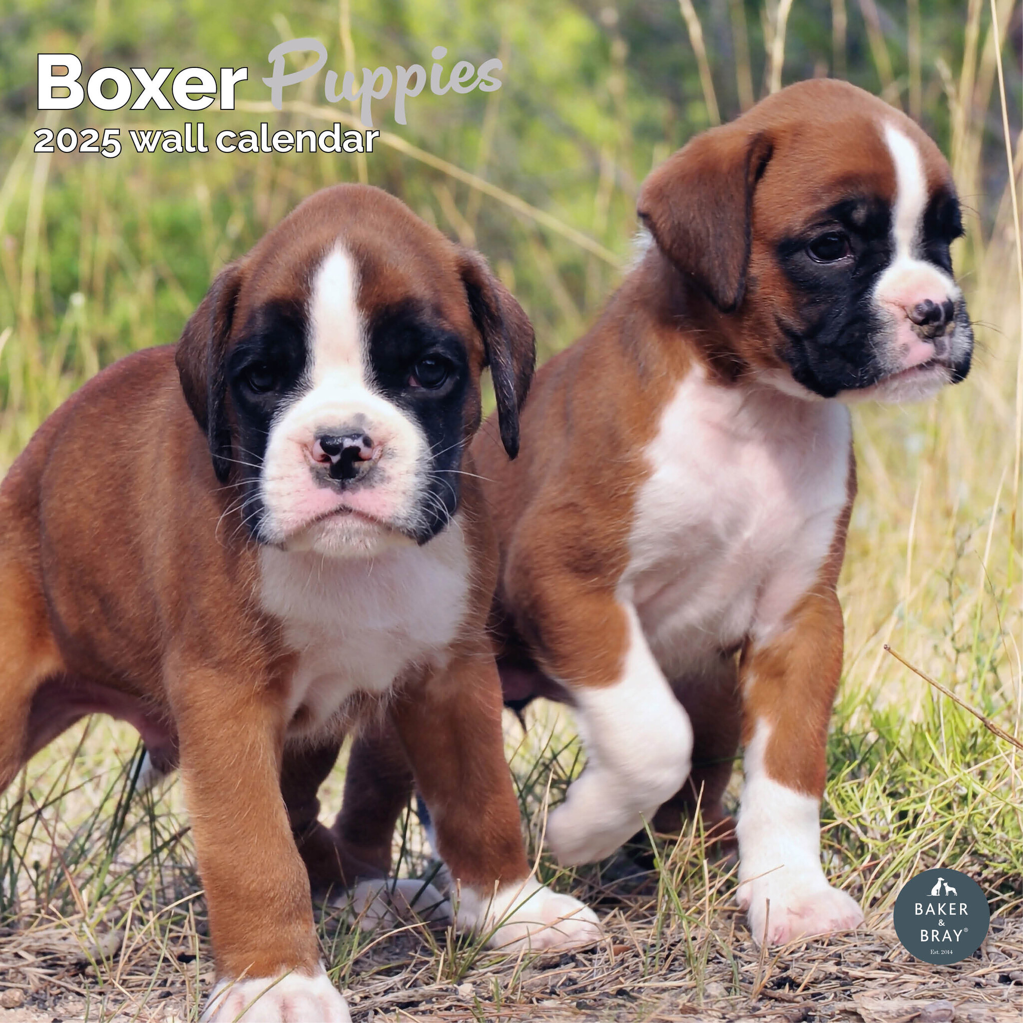 Boxer Puppies Kalender 2025