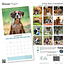 Calendrier des chiots Boxer 2025