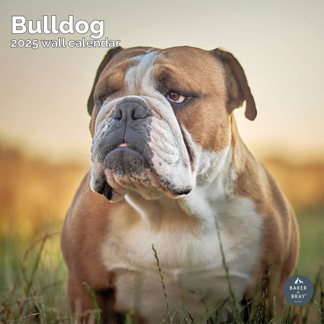 English Bulldog Calendar 2025