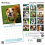 Englische Bulldogge Kalender 2025