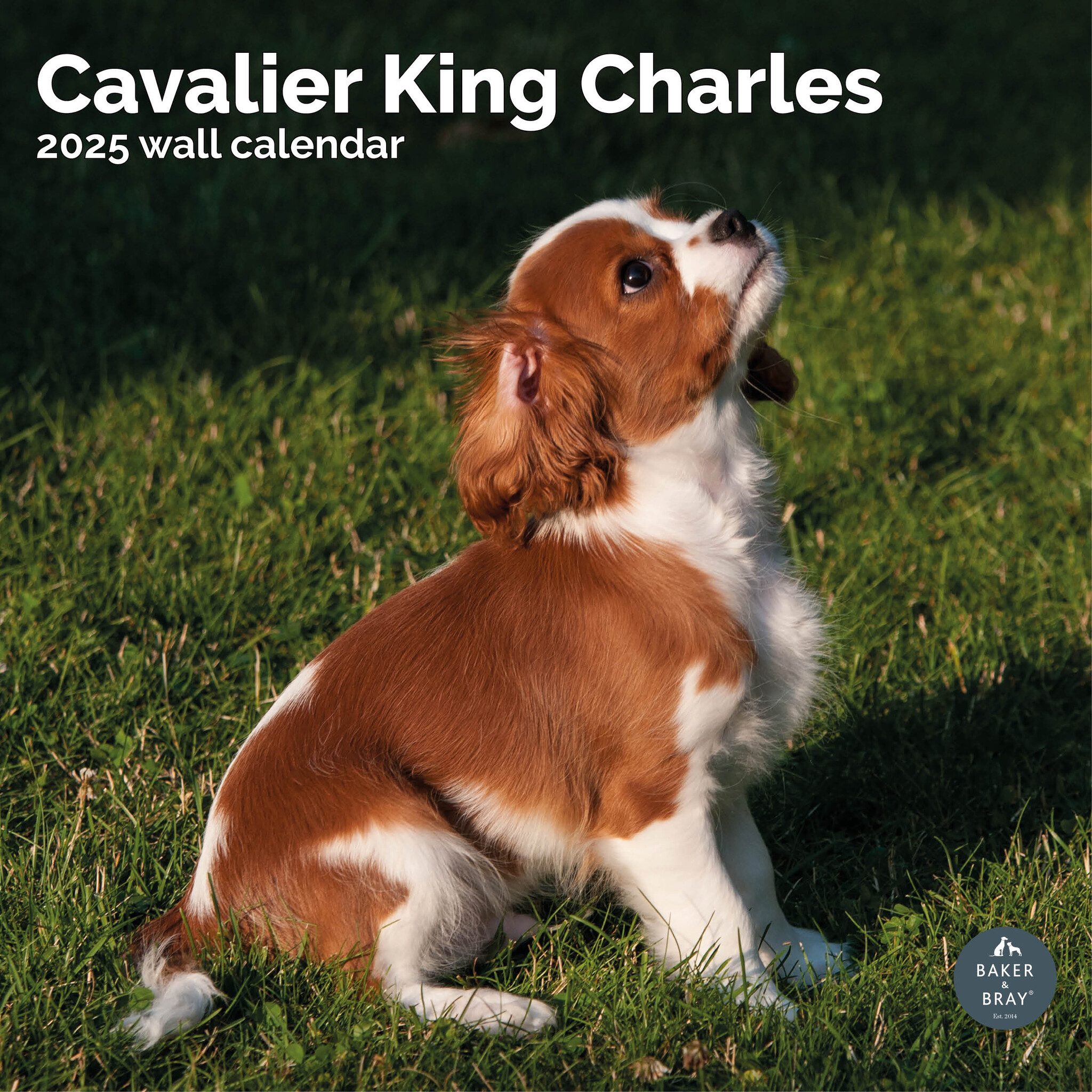 Cavalier King Charles Spaniel Kalender 2025