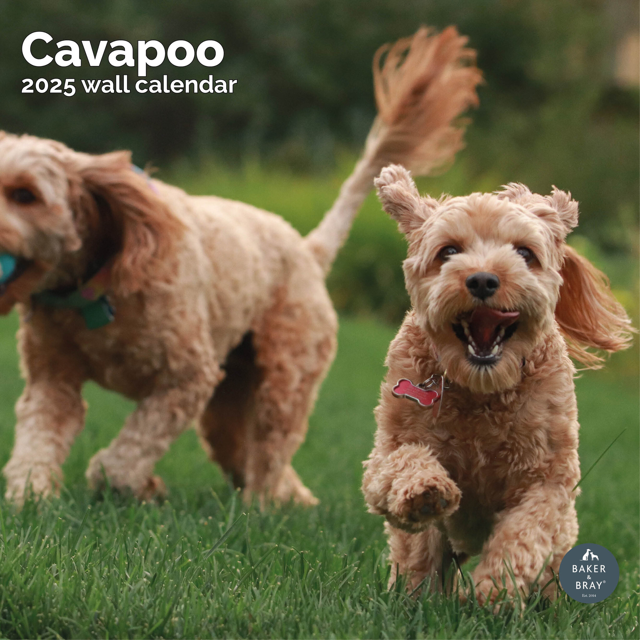 Buy Cavapoo Calendar 2025? Order easily and quickly online