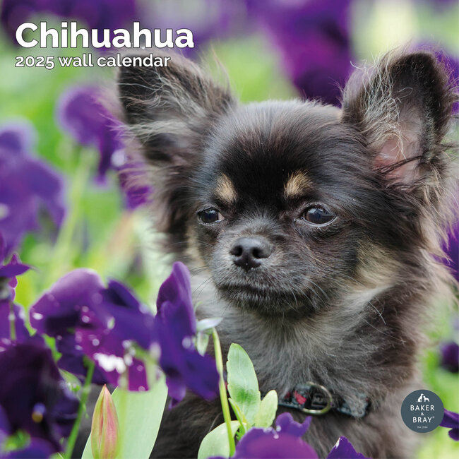 Chihuahua Calendar 2025