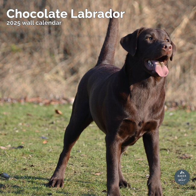 Labrador Retriever Bruin Kalender 2025