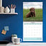 Labrador Retriever Braun Kalender 2025