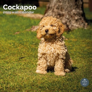 Baker & Bray Calendrier Cockapoo 2025