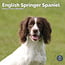 Calendario Springer Spaniel Inglés 2025