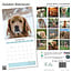 Golden Retriever Kalender 2025