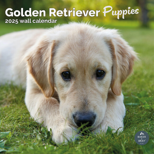 Calendario dei cuccioli di Golden Retriever 2025