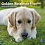 Calendrier Golden Retriever Chiots 2025