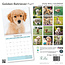 Calendario dei cuccioli di Golden Retriever 2025