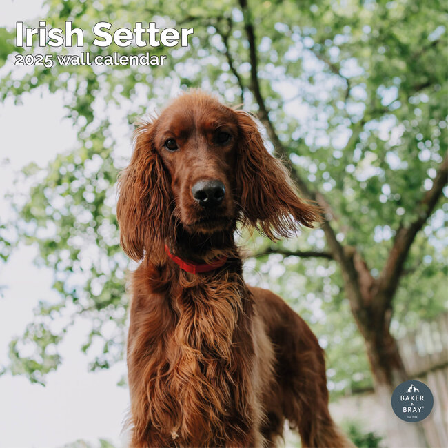 Setter Irlandés Calendario 2025