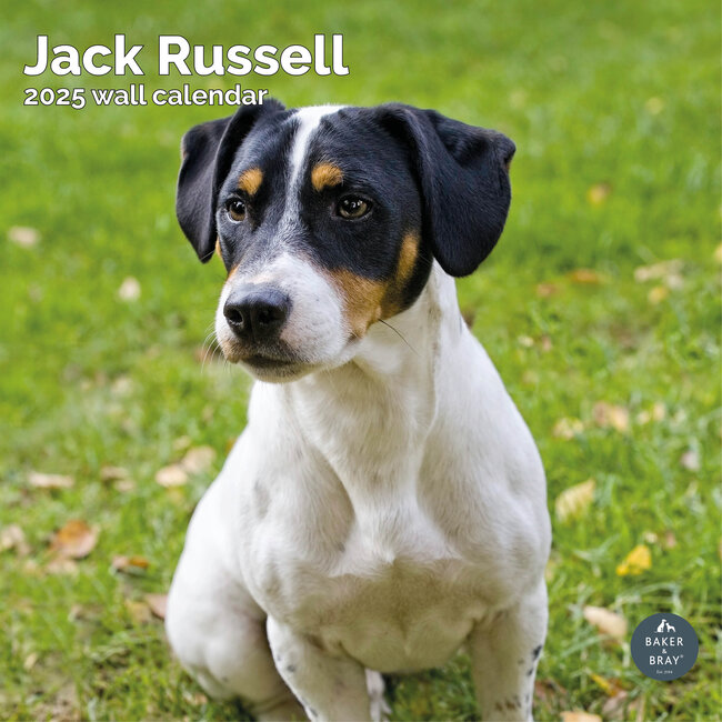 Jack Russell Terrier Kalender 2025
