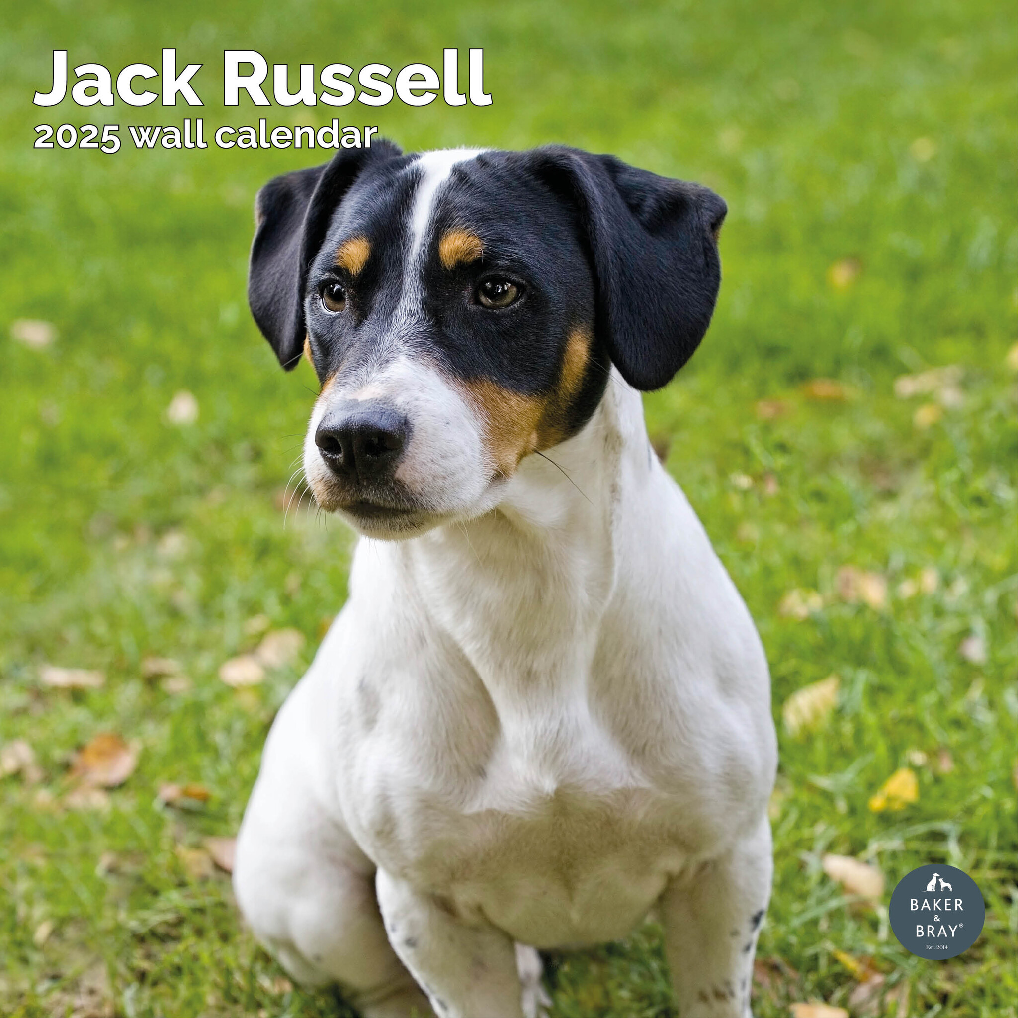 Jack Russell Terrier Calendar 2025 Buy Order easily online