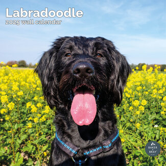 Baker & Bray Calendrier Labradoodle 2025