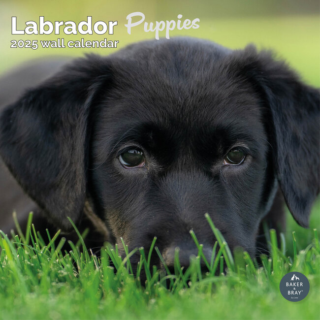 Labrador Retriever Puppies Calendar 2025
