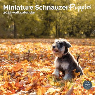 Baker & Bray Miniature Schnauzer Puppies Calendar 2025