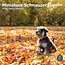 Calendrier des chiots schnauzers miniatures 2025