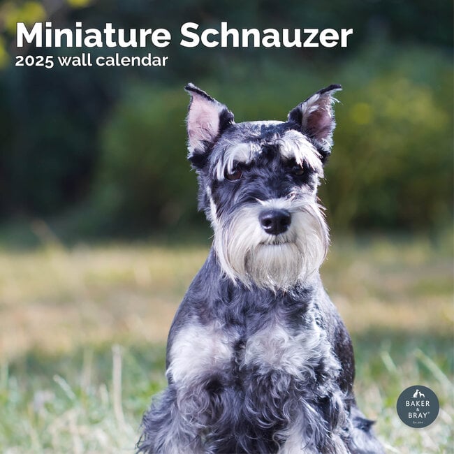 Calendrier Schnauzer miniature 2025