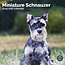 Calendario Schnauzer miniatura 2025