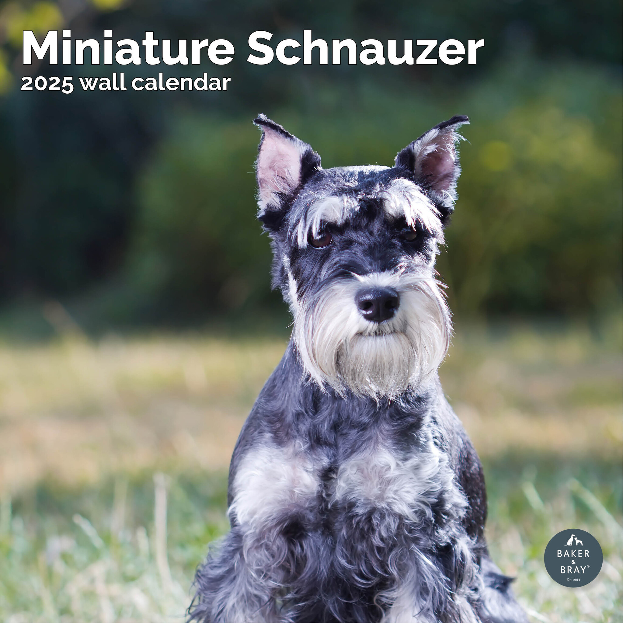 Miniatuur Schnauzer Kalender 2025