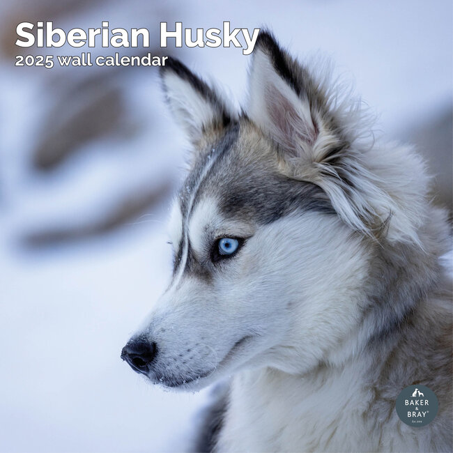 Calendario Husky Siberiano 2025