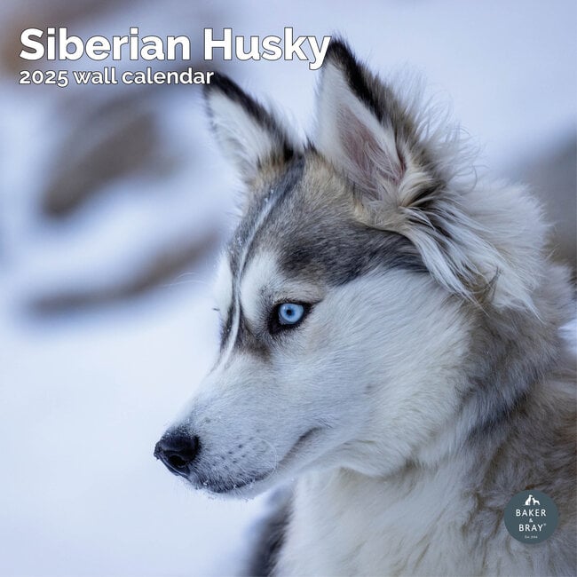 Calendrier Husky Sibérien 2025