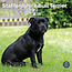 Staffordshire Bull Terrier Calendrier 2025