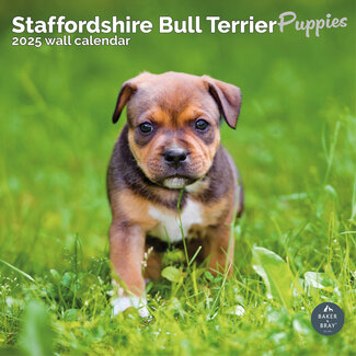 Baker & Bray Staffordshire Bull Terrier Cachorros Calendario 2025